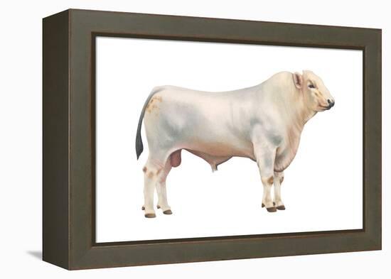 Chianini Bull, Beef Cattle, Mammals-Encyclopaedia Britannica-Framed Stretched Canvas