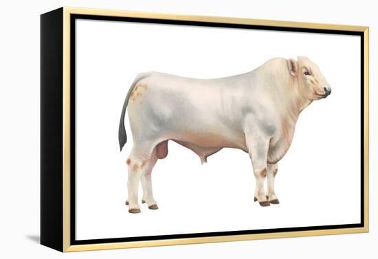 Chianini Bull, Beef Cattle, Mammals-Encyclopaedia Britannica-Framed Stretched Canvas