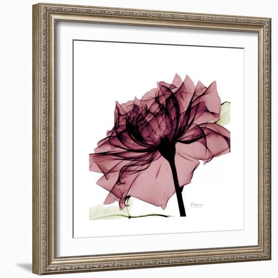 Chiant Rose 1-Albert Koetsier-Framed Premium Giclee Print