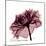 Chiant Rose 1-Albert Koetsier-Mounted Premium Giclee Print