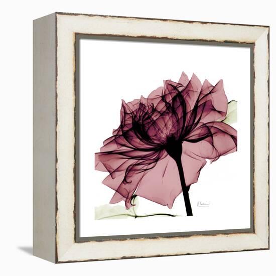 Chiant Rose 1-Albert Koetsier-Framed Stretched Canvas