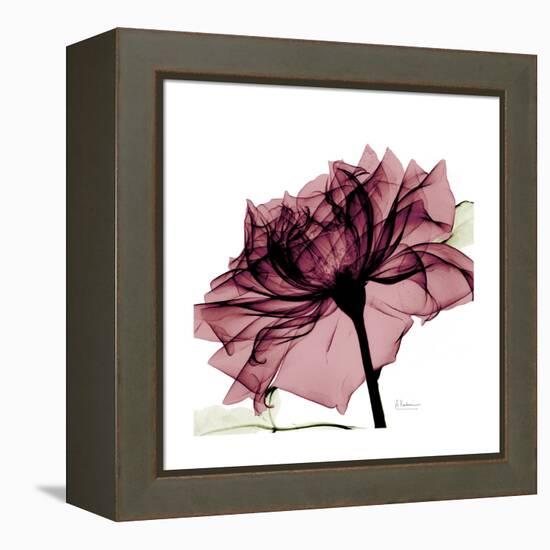 Chiant Rose 1-Albert Koetsier-Framed Stretched Canvas