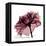 Chiant Rose 1-Albert Koetsier-Framed Stretched Canvas