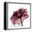 Chiant Rose 1-Albert Koetsier-Framed Stretched Canvas