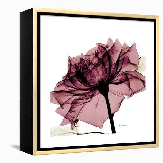 Chiant Rose 1-Albert Koetsier-Framed Stretched Canvas