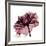 Chiant Rose 1-Albert Koetsier-Framed Premium Giclee Print