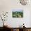 Chianti Classico, Villa Trasqua-Margaret Loxton-Giclee Print displayed on a wall