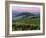 Chianti Dusk-Michael Swanson-Framed Art Print