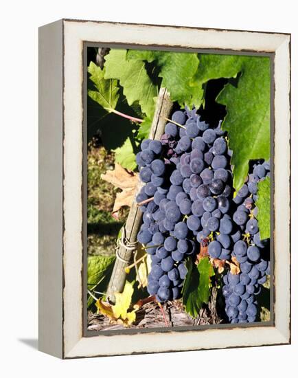 Chianti Grapes Ready for Crush, Greve, Tuscany, Italy-Richard Duval-Framed Premier Image Canvas