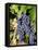 Chianti Grapes Ready for Crush, Greve, Tuscany, Italy-Richard Duval-Framed Premier Image Canvas