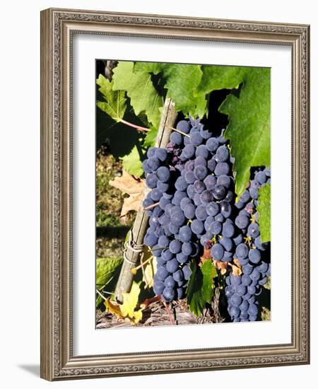 Chianti Grapes Ready for Crush, Greve, Tuscany, Italy-Richard Duval-Framed Photographic Print