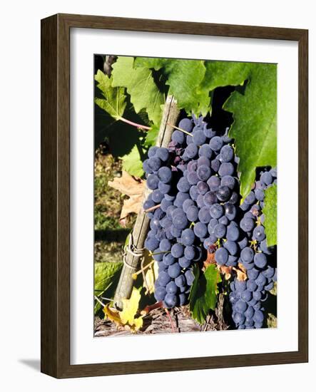 Chianti Grapes Ready for Crush, Greve, Tuscany, Italy-Richard Duval-Framed Photographic Print