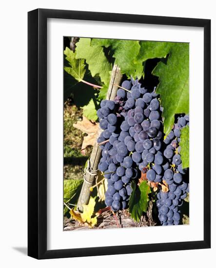 Chianti Grapes Ready for Crush, Greve, Tuscany, Italy-Richard Duval-Framed Photographic Print