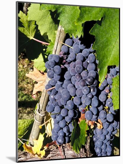 Chianti Grapes Ready for Crush, Greve, Tuscany, Italy-Richard Duval-Mounted Photographic Print