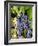 Chianti Grapes Ready for Crush, Greve, Tuscany, Italy-Richard Duval-Framed Photographic Print