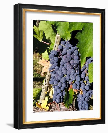 Chianti Grapes Ready for Crush, Greve, Tuscany, Italy-Richard Duval-Framed Photographic Print