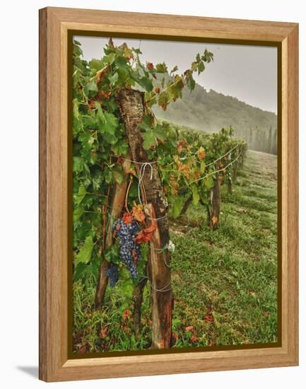 Chianti Grapes Ready for Harvest, Greve, Tuscany, Italy-Richard Duval-Framed Premier Image Canvas