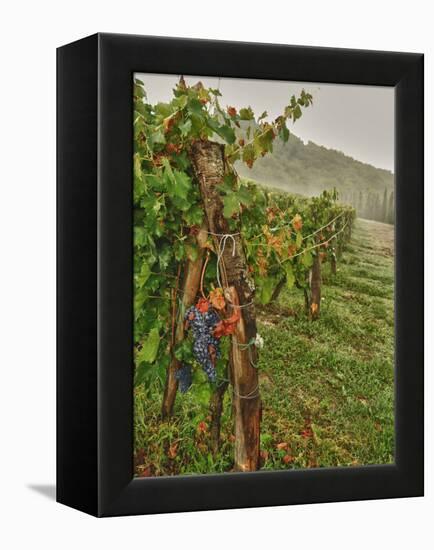 Chianti Grapes Ready for Harvest, Greve, Tuscany, Italy-Richard Duval-Framed Premier Image Canvas