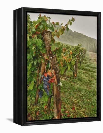Chianti Grapes Ready for Harvest, Greve, Tuscany, Italy-Richard Duval-Framed Premier Image Canvas