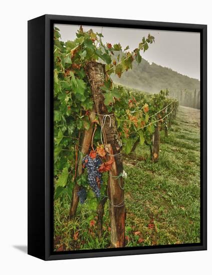 Chianti Grapes Ready for Harvest, Greve, Tuscany, Italy-Richard Duval-Framed Premier Image Canvas