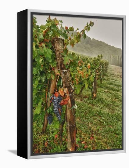 Chianti Grapes Ready for Harvest, Greve, Tuscany, Italy-Richard Duval-Framed Premier Image Canvas