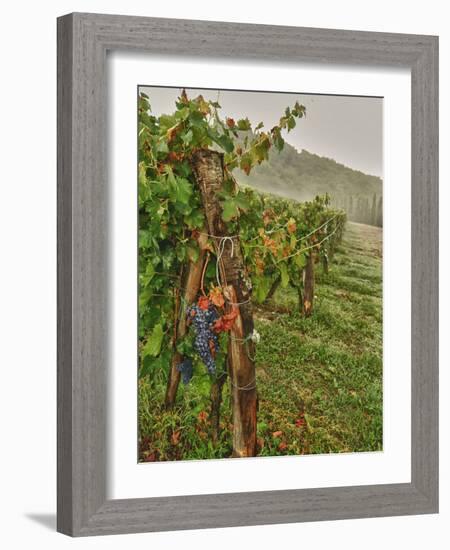 Chianti Grapes Ready for Harvest, Greve, Tuscany, Italy-Richard Duval-Framed Photographic Print