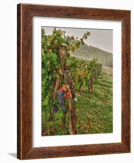 Chianti Grapes Ready for Harvest, Greve, Tuscany, Italy-Richard Duval-Framed Photographic Print