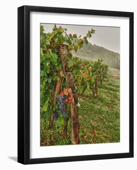 Chianti Grapes Ready for Harvest, Greve, Tuscany, Italy-Richard Duval-Framed Photographic Print