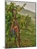 Chianti Grapes Ready for Harvest, Greve, Tuscany, Italy-Richard Duval-Mounted Photographic Print