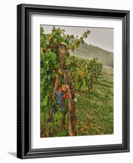 Chianti Grapes Ready for Harvest, Greve, Tuscany, Italy-Richard Duval-Framed Photographic Print