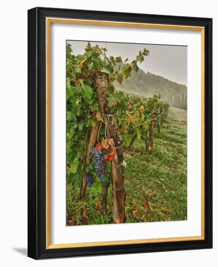 Chianti Grapes Ready for Harvest, Greve, Tuscany, Italy-Richard Duval-Framed Photographic Print