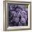 Chianti Grapes Ready for Harvest, Greve, Tuscany, Italy-Richard Duval-Framed Photographic Print