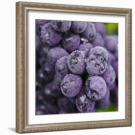 Chianti Grapes Ready for Harvest, Greve, Tuscany, Italy-Richard Duval-Framed Photographic Print