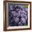 Chianti Grapes Ready for Harvest, Greve, Tuscany, Italy-Richard Duval-Framed Photographic Print