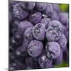 Chianti Grapes Ready for Harvest, Greve, Tuscany, Italy-Richard Duval-Mounted Photographic Print