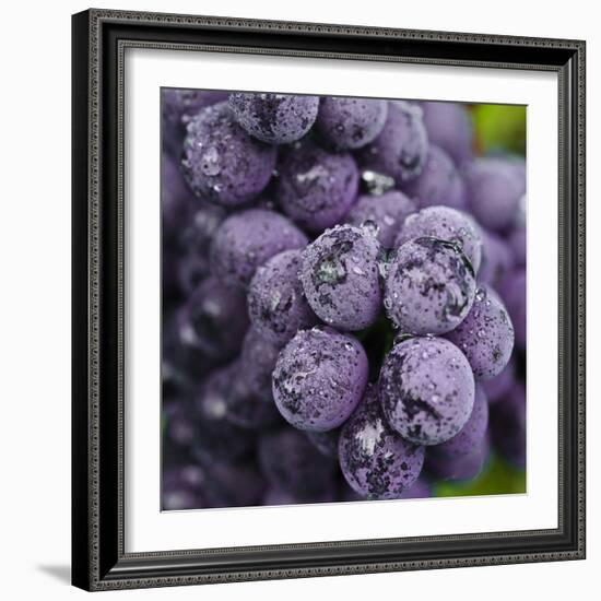 Chianti Grapes Ready for Harvest, Greve, Tuscany, Italy-Richard Duval-Framed Photographic Print