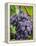 Chianti Grapes Ready for Harvest, Greve, Tuscany, Italy-Richard Duval-Framed Premier Image Canvas