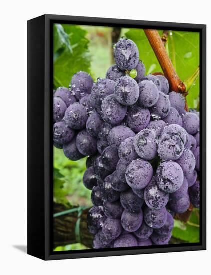 Chianti Grapes Ready for Harvest, Greve, Tuscany, Italy-Richard Duval-Framed Premier Image Canvas