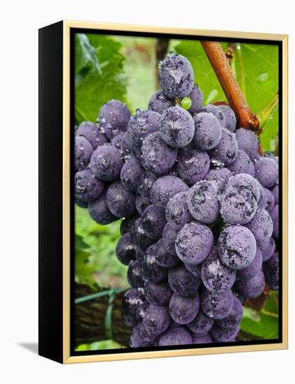 Chianti Grapes Ready for Harvest, Greve, Tuscany, Italy-Richard Duval-Framed Premier Image Canvas