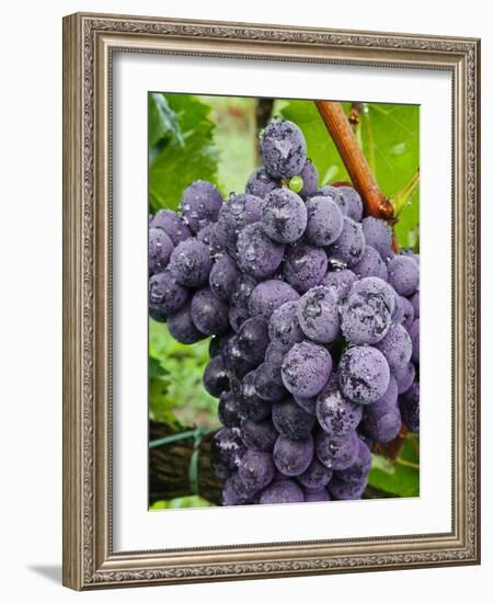 Chianti Grapes Ready for Harvest, Greve, Tuscany, Italy-Richard Duval-Framed Photographic Print