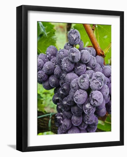 Chianti Grapes Ready for Harvest, Greve, Tuscany, Italy-Richard Duval-Framed Photographic Print