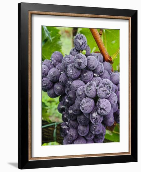 Chianti Grapes Ready for Harvest, Greve, Tuscany, Italy-Richard Duval-Framed Photographic Print