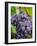 Chianti Grapes Ready for Harvest, Greve, Tuscany, Italy-Richard Duval-Framed Photographic Print