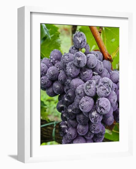 Chianti Grapes Ready for Harvest, Greve, Tuscany, Italy-Richard Duval-Framed Photographic Print