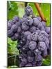 Chianti Grapes Ready for Harvest, Greve, Tuscany, Italy-Richard Duval-Mounted Photographic Print