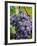 Chianti Grapes Ready for Harvest, Greve, Tuscany, Italy-Richard Duval-Framed Photographic Print