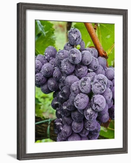 Chianti Grapes Ready for Harvest, Greve, Tuscany, Italy-Richard Duval-Framed Photographic Print