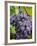 Chianti Grapes Ready for Harvest, Greve, Tuscany, Italy-Richard Duval-Framed Photographic Print