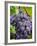 Chianti Grapes Ready for Harvest, Greve, Tuscany, Italy-Richard Duval-Framed Photographic Print