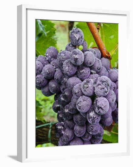 Chianti Grapes Ready for Harvest, Greve, Tuscany, Italy-Richard Duval-Framed Photographic Print